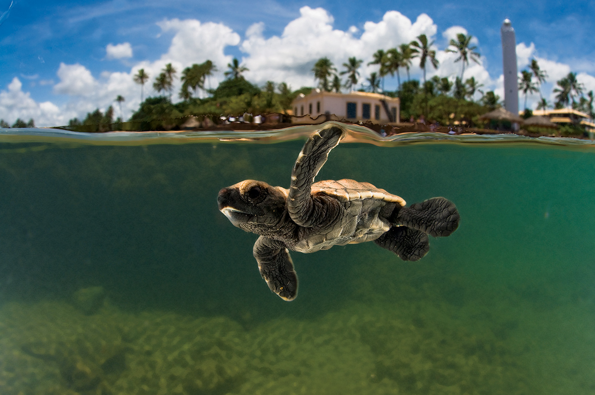 PRAIA DO FORTE / GUARAJUBA / SAUIPE / IMBASSAI - Charter LATAM - Turismo 2026